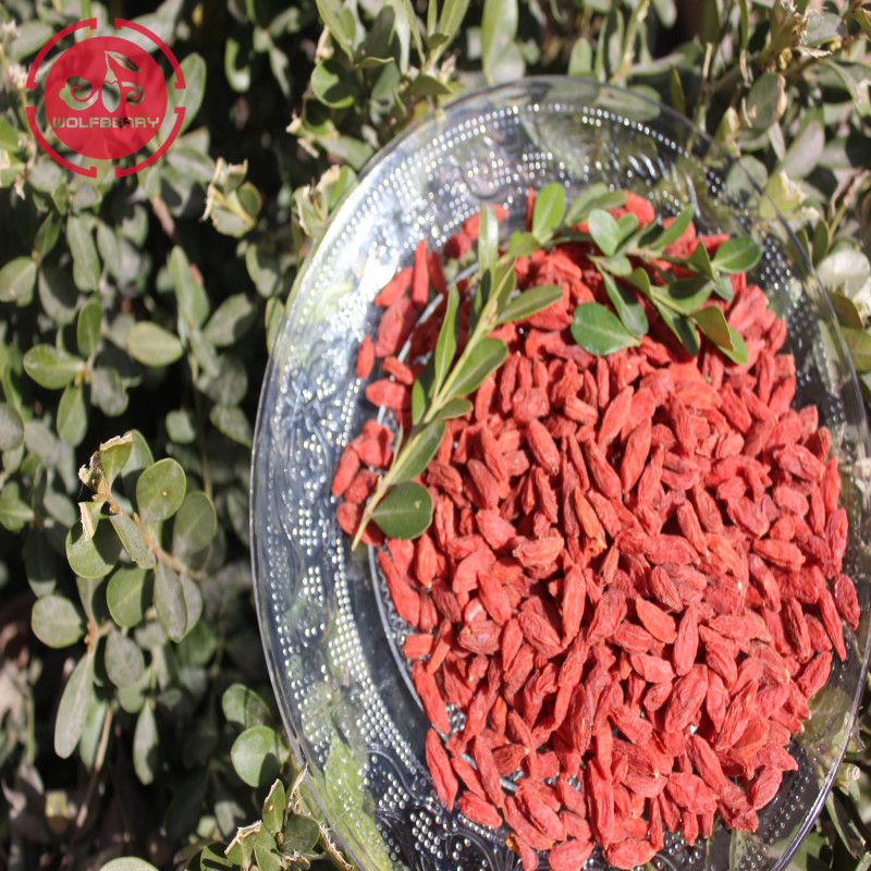 Wolfberry / Lycium Barbarum / Perubatan goji berry