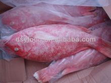 Frozen Red Snapper on Sale