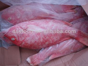 Frozen Red Snapper on Sale