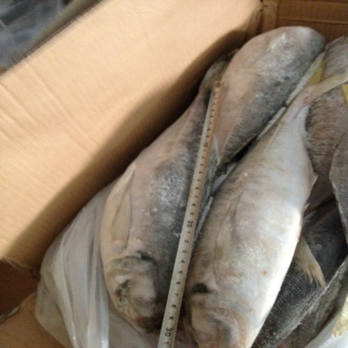 High quality rozen fish horse mackerel for sell