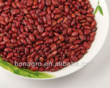 Dark red small kidney bean