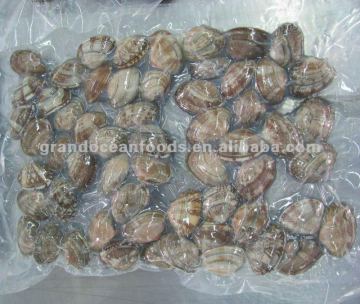 Frozen Short Neck Clam