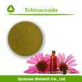 Extrait d'Echinacea Purpurea Echinacoside 4% Prix de la poudre