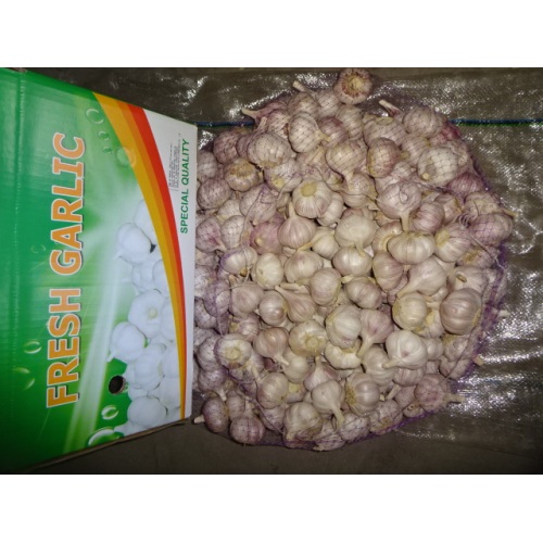 Top Quality Normal White Garlic