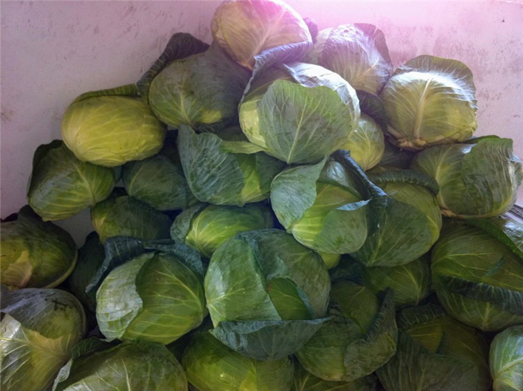 Chinese Fresh Cabbage Bulk Price