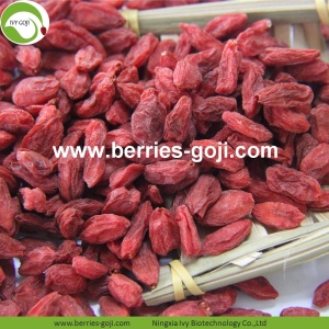 Nutrisi Anti Gizi Buah Goji Berry Biasa Biasa