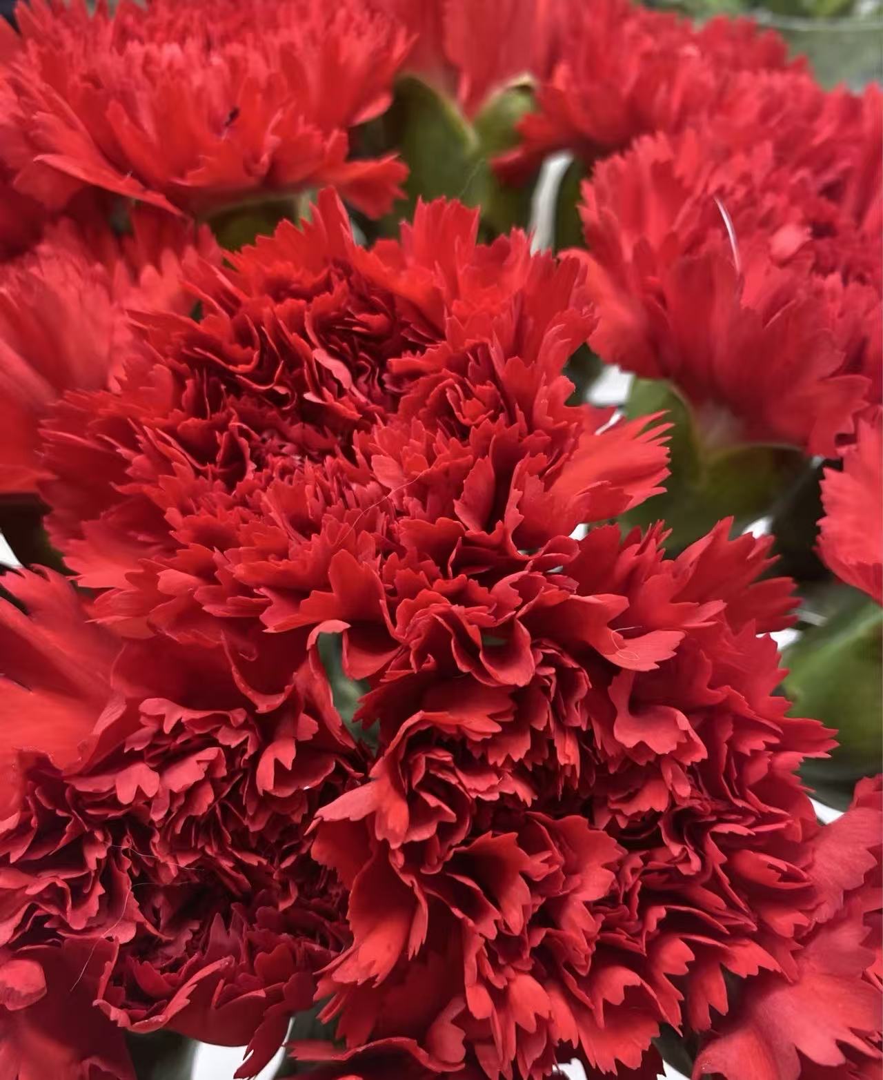 একমুখী লাল কার্নেশন Single-headed Red carnation