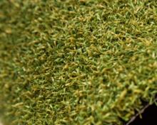 16mm height golf turf hot sell