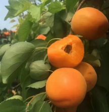 Top Quality Fresh Apricot