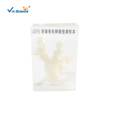 Coral Resin Embedded Specimen