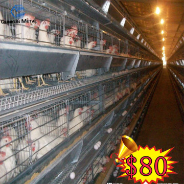 Chicken Automatic Cage Feeding System