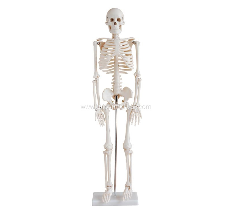 Life-Size Skeleton 85CM Tall