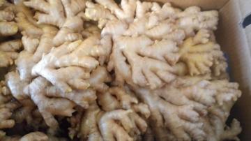 fresh air dried ginger with box
