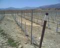 Winnica Metal Trellis Post