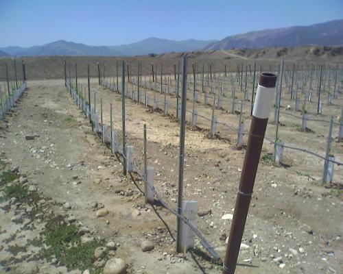 Jawatan garis vertikal Vineyard