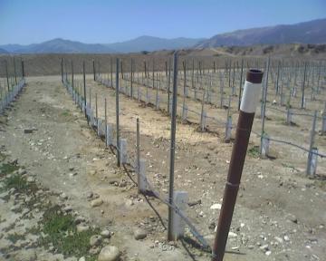 Vineyard vertical line posts