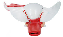 Female internal genital enlargement model