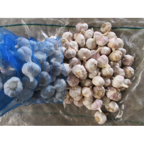Cold Storage Normal White Garlic 2020
