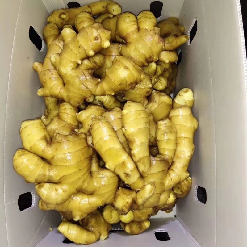 New Crop Healthy Food Fresh Ginger Organic High Quality with Wholsale Price