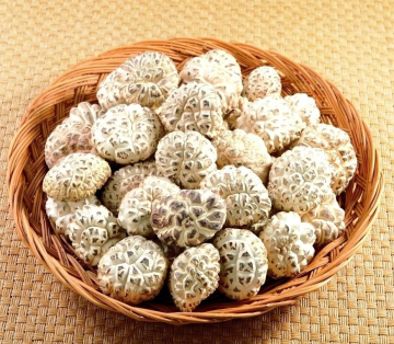 The Latest Fresh White Flower Shiitake Mushrooms