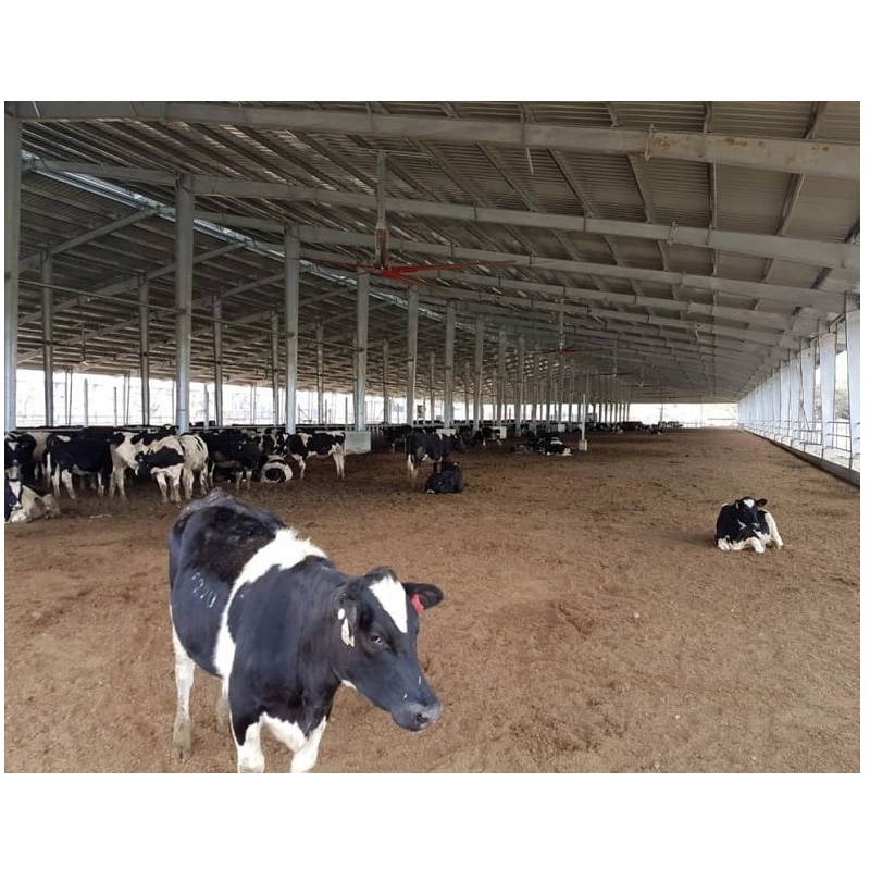 Poultry Farm Industrial Metal Frame Steel Prefabricated Cattle Barn Agricultural Shed