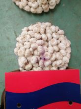 all size and package fresh garlic