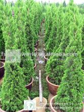 Juniperus chinensis big nursery