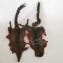 New arrival whole salted red squirrel pelt hide skin with head and legs and tails