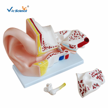 Human Anatomic Model Giant Ear Model