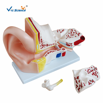 Human Anatomic Model Giant Ear Model