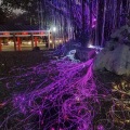 Bộ dụng cụ chiếu sáng sợi quang dẫn cho cây