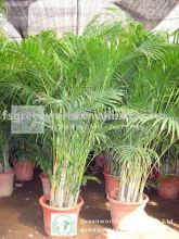 Chrysalidocarpus lutescens 1 meter