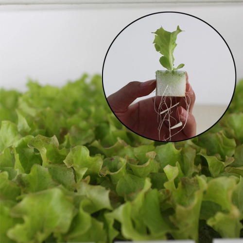 Skyplant Hydroponic Growing Sponge For Planting