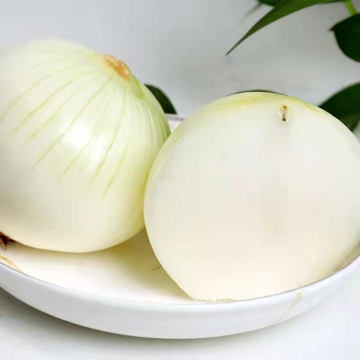 Fresh Peeled Chilled Onion with Vacuum Pack