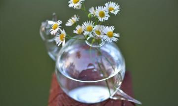 The snail shape lovely floret glass vase