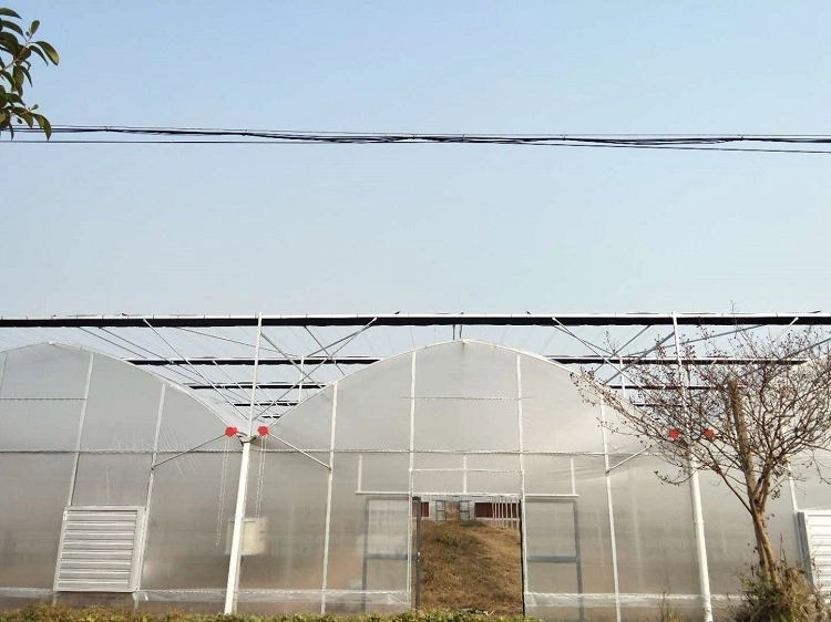 Agricultural Low Cost Plastic Film Covered Greenhouse