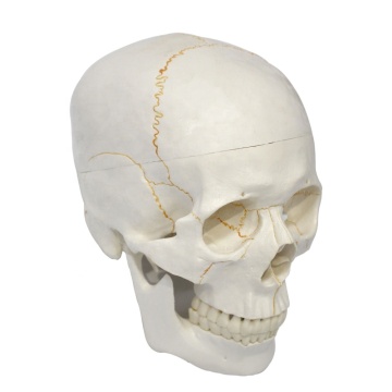Life Size Educational Medical Anatomical Skull Model with Sutures