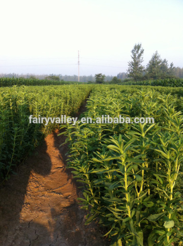 High RA stevia seeds for High RA product