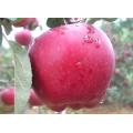 Rød Delicious Huaniu Apple med best kvalitet