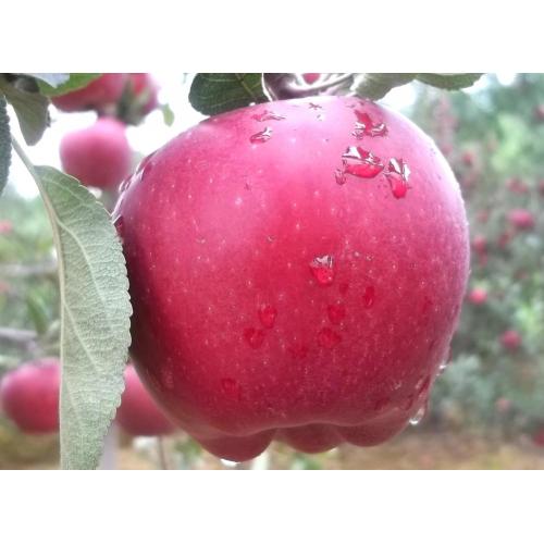 Red Delicious Huaniu Apple z najlepszą jakością