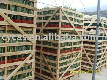 Sansevieria Laurentii