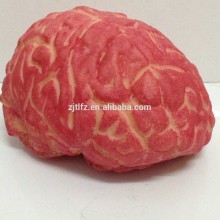 2015 Simulation of the cerebrum prop for halloween