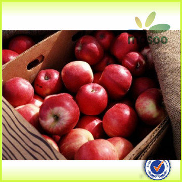 apple/fuji apple/fresh apple with high quality                        
                                                Quality Choice