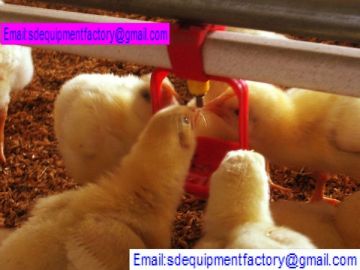 SD automatic poultry equipment system