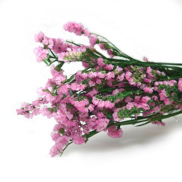 Wholesale Dried Forget Me Not Flowers for Home Decor