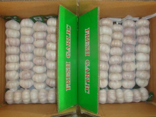 Normal White Garlic packed in 8pcs bag