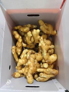 New Crop Fresh Ginger Export Standard