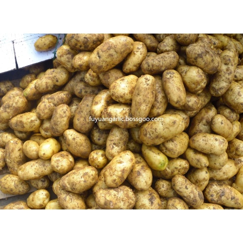 taze patates sallanıyor