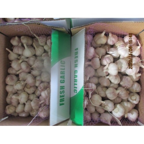 Purchase Fresh White Garlic