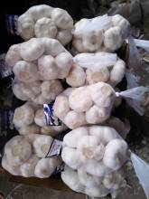 fresh garlic early June to September